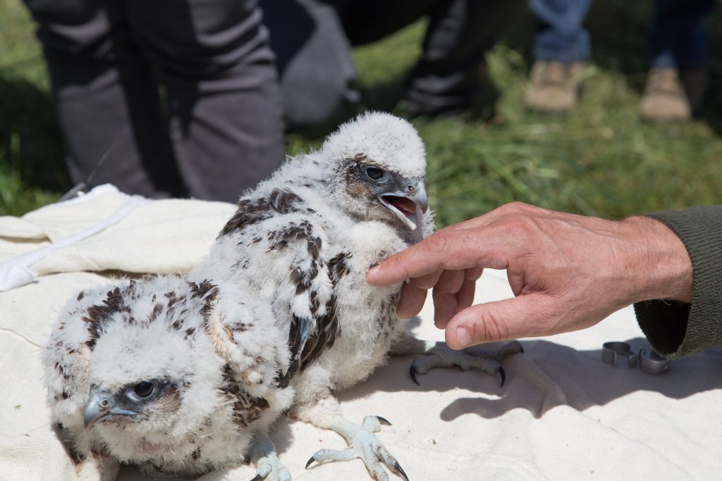 Ringing of saker falcon nestlings